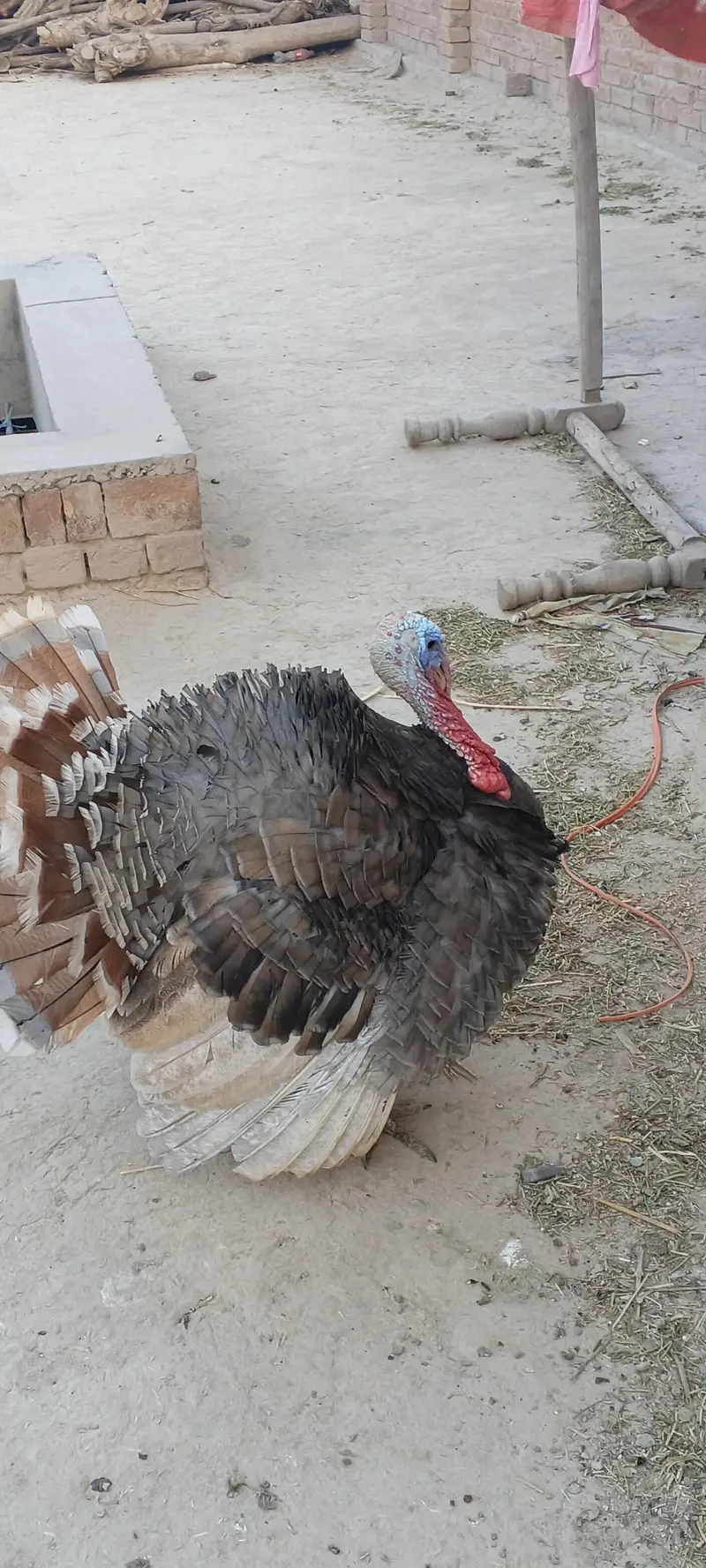 bilu calur me male for sale — photo 2