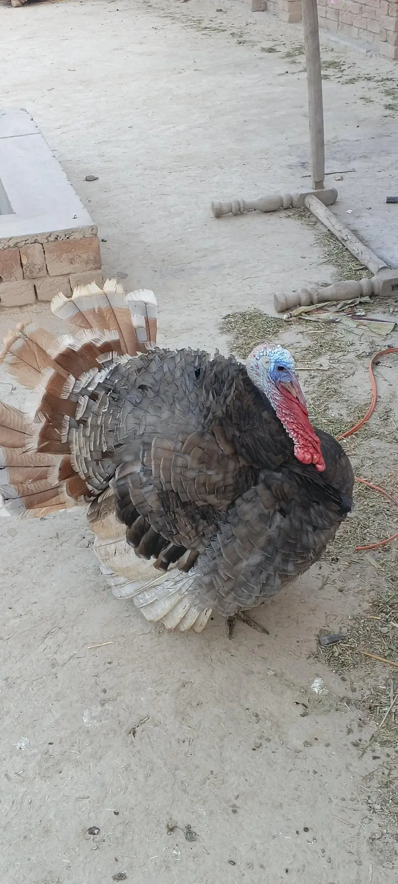 bilu calur me male for sale — photo 3