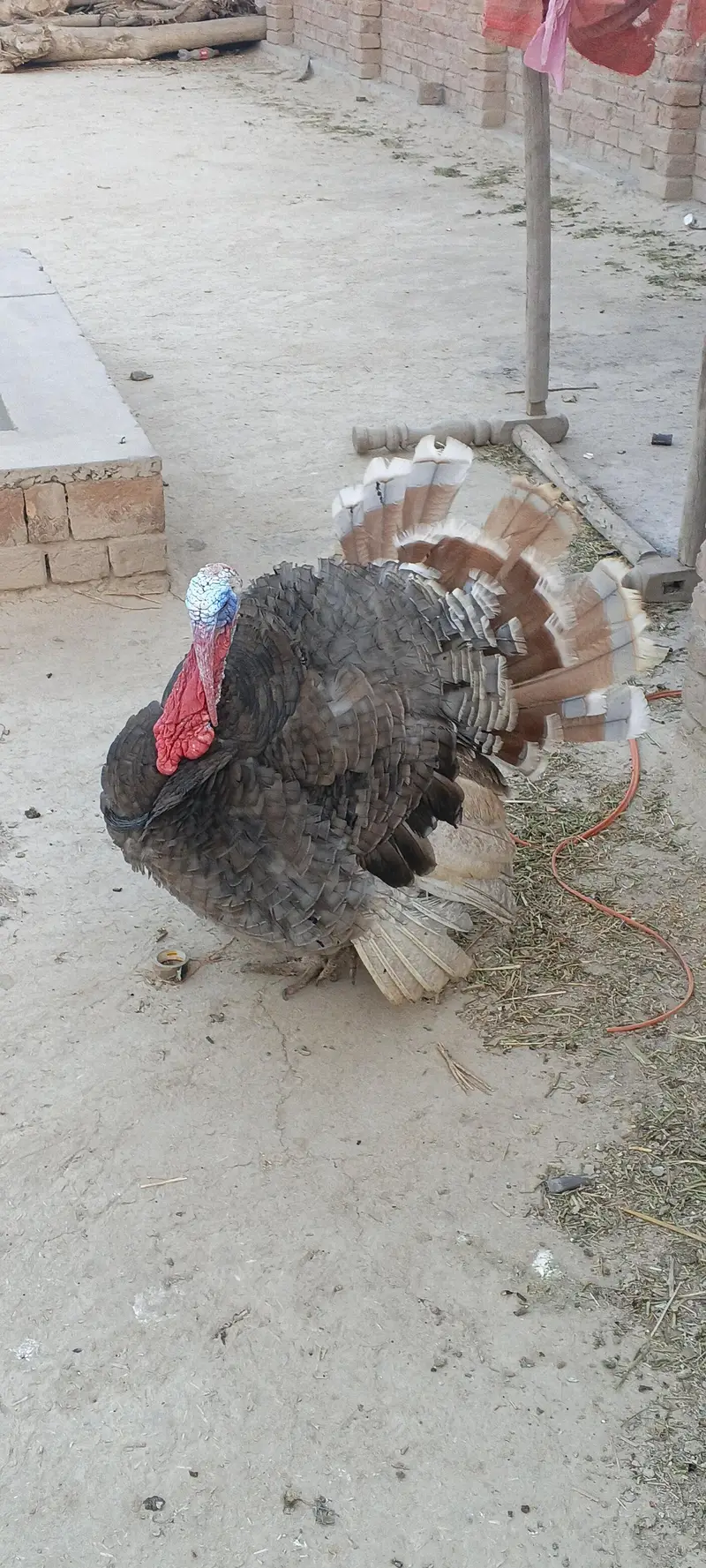 bilu calur me male for sale — photo 4