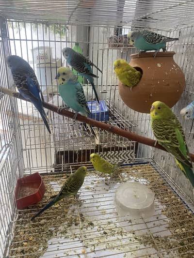 Australian budgies with cage for sale