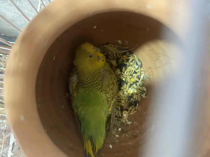 Australian budgies with cage for sale — photo 2