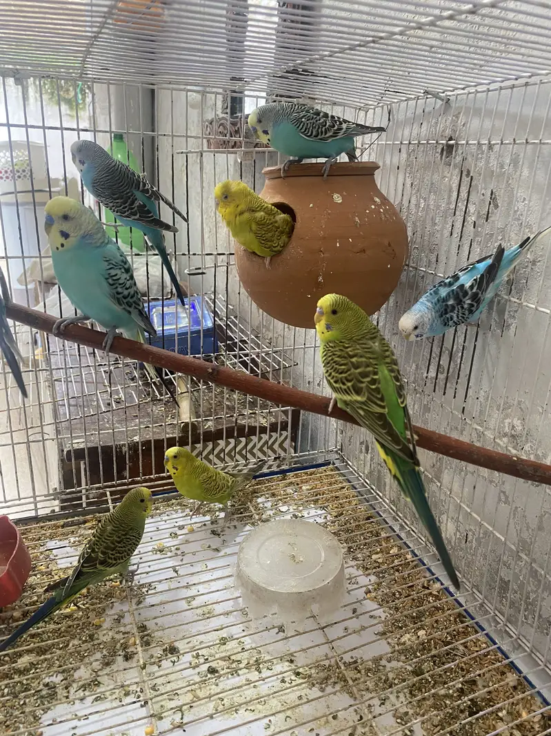 Australian budgies with cage for sale — photo 3