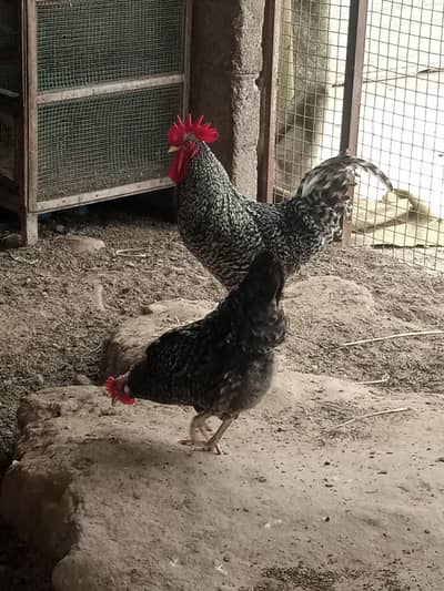 Plymouth breed