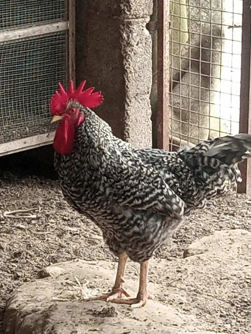 Plymouth breed — photo 2