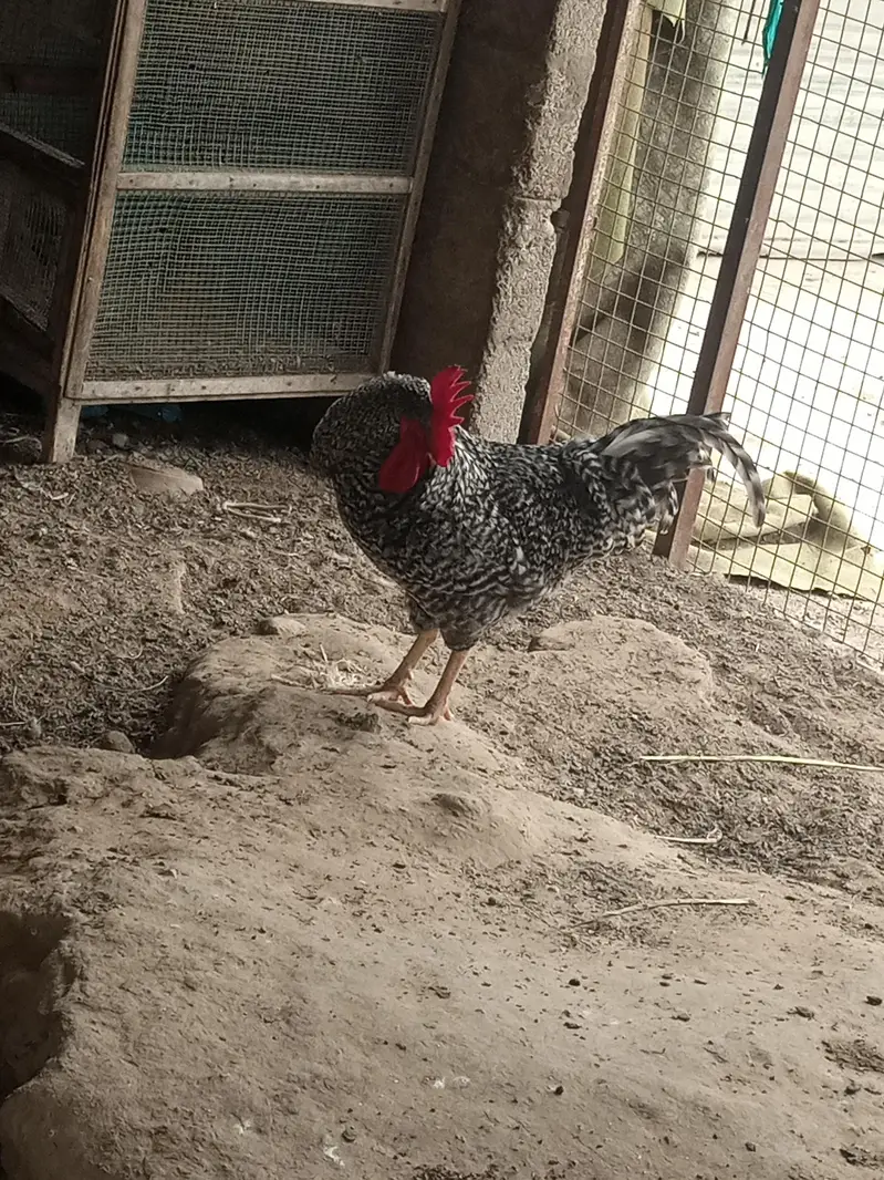 Plymouth breed — photo 3