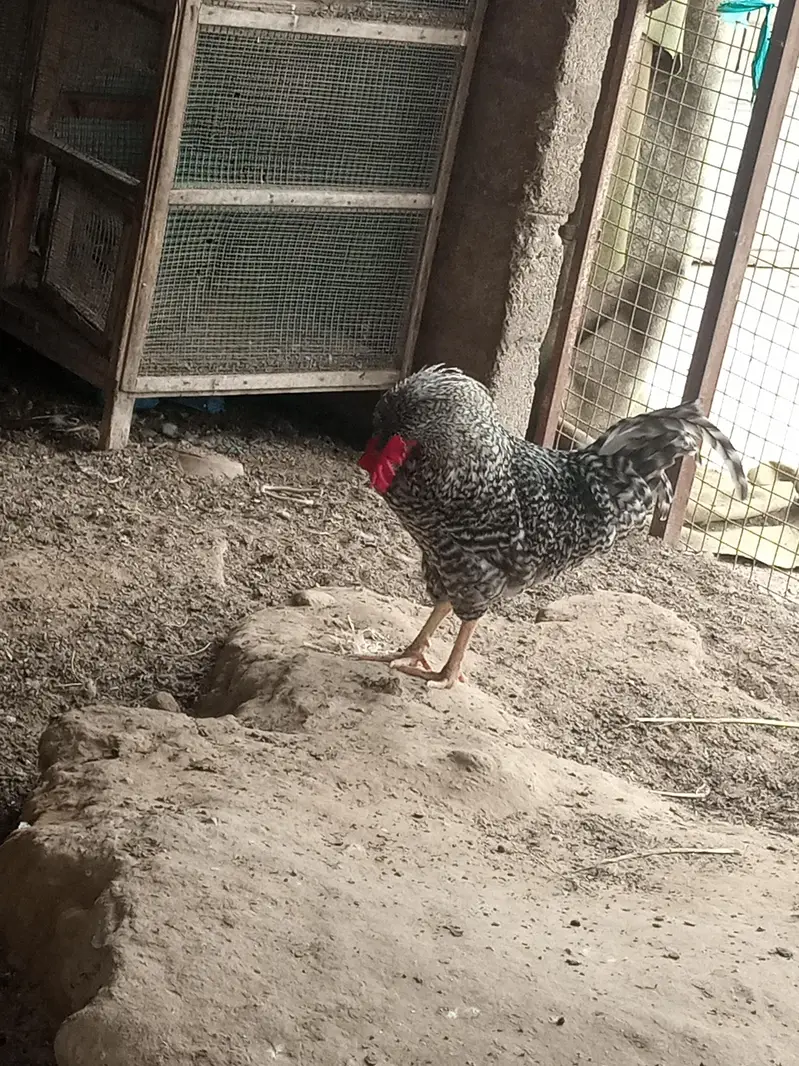 Plymouth breed — photo 4