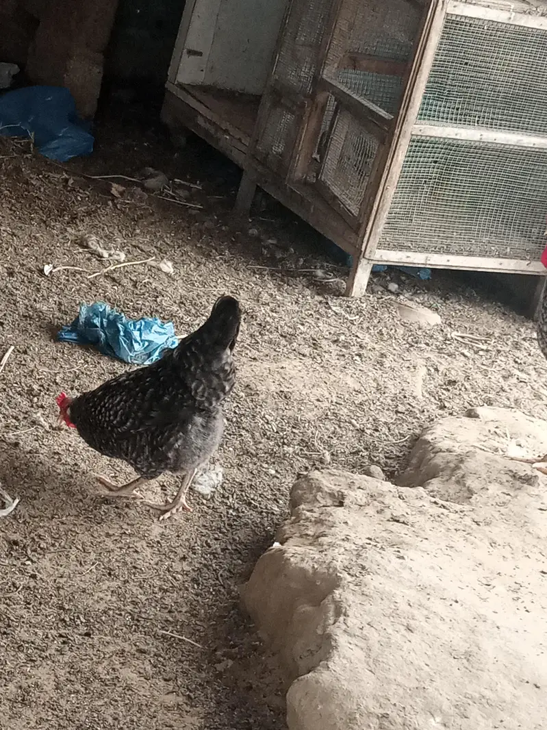 Plymouth breed — photo 5