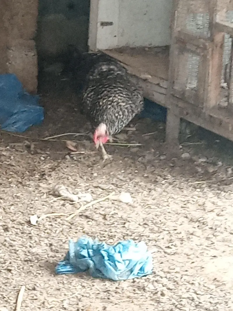 Plymouth breed — photo 6