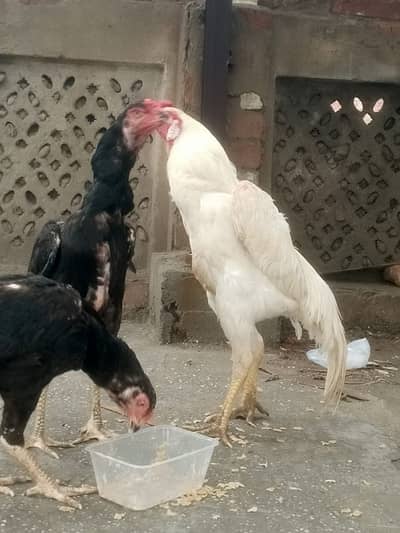 German White and Black Shamo For sale
