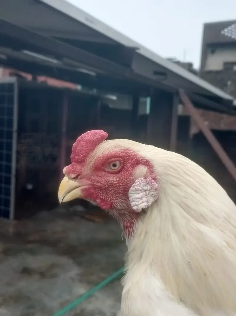 German White and Black Shamo For sale — photo 3