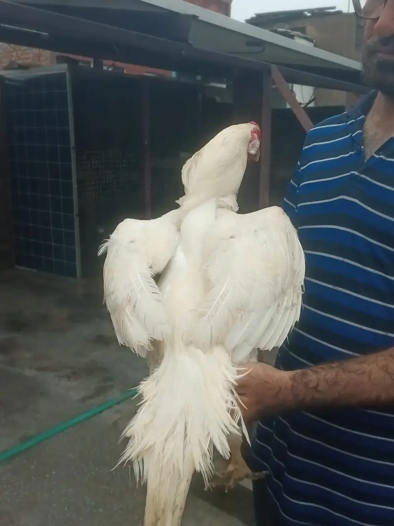German White and Black Shamo For sale — photo 6
