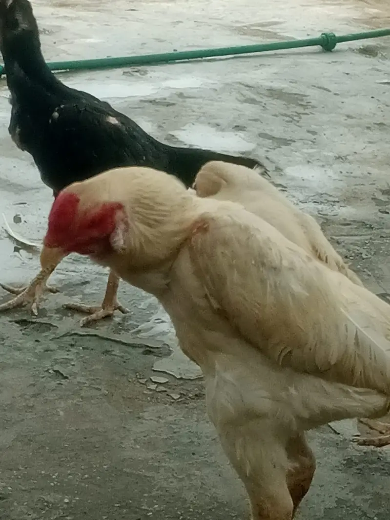German White and Black Shamo For sale — photo 7
