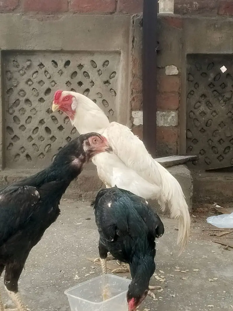 German White and Black Shamo For sale — photo 8
