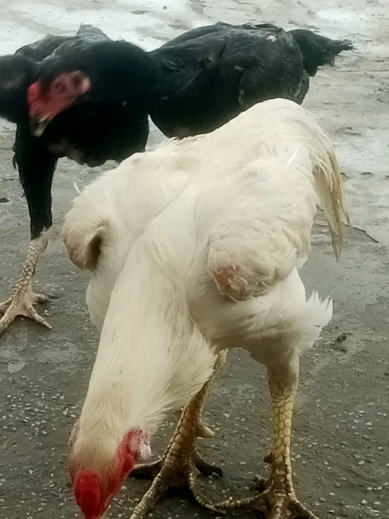 German White and Black Shamo For sale — photo 10