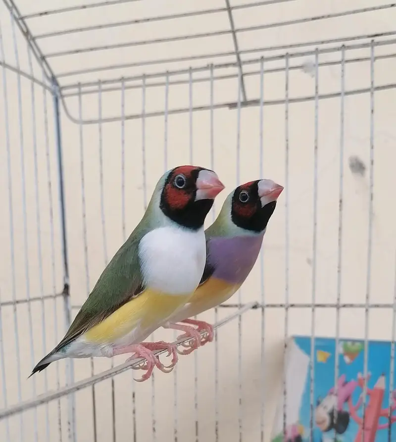 goldian females available