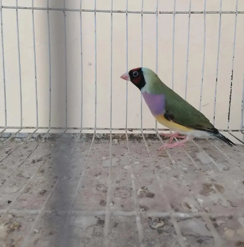 goldian females available — photo 2