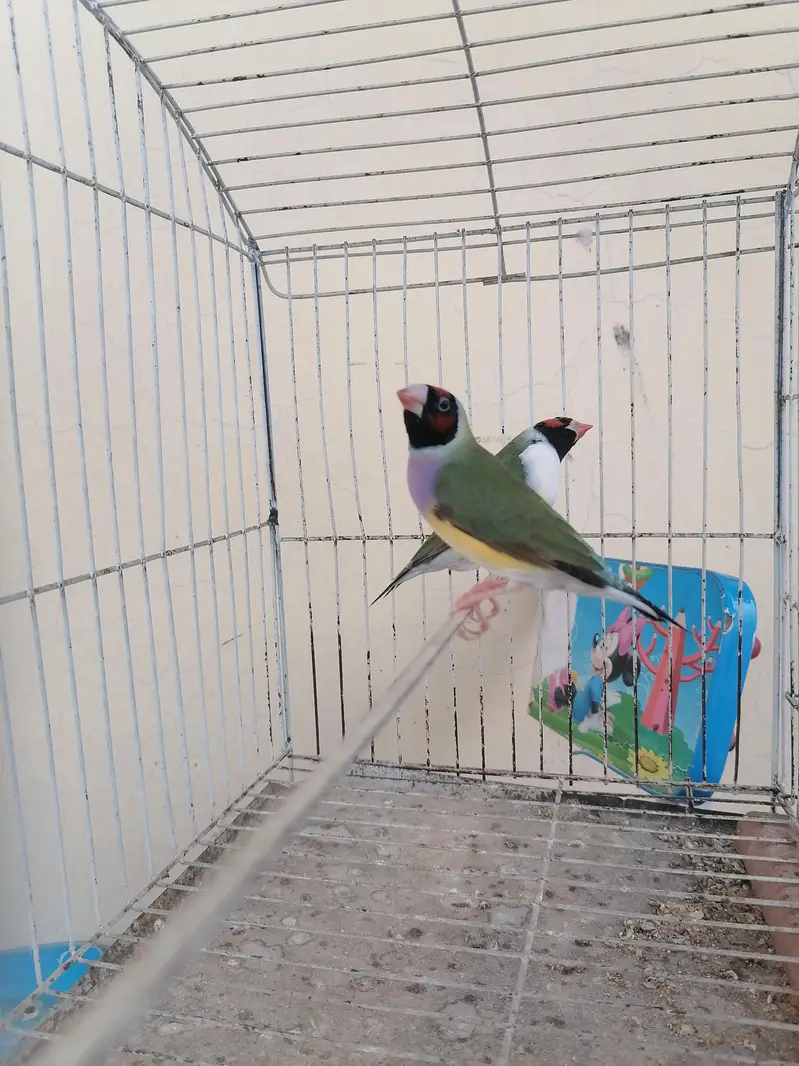 goldian females available — photo 3