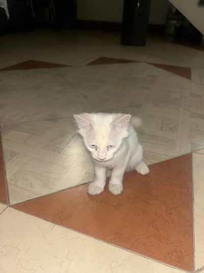Persian Cat double coated for sale