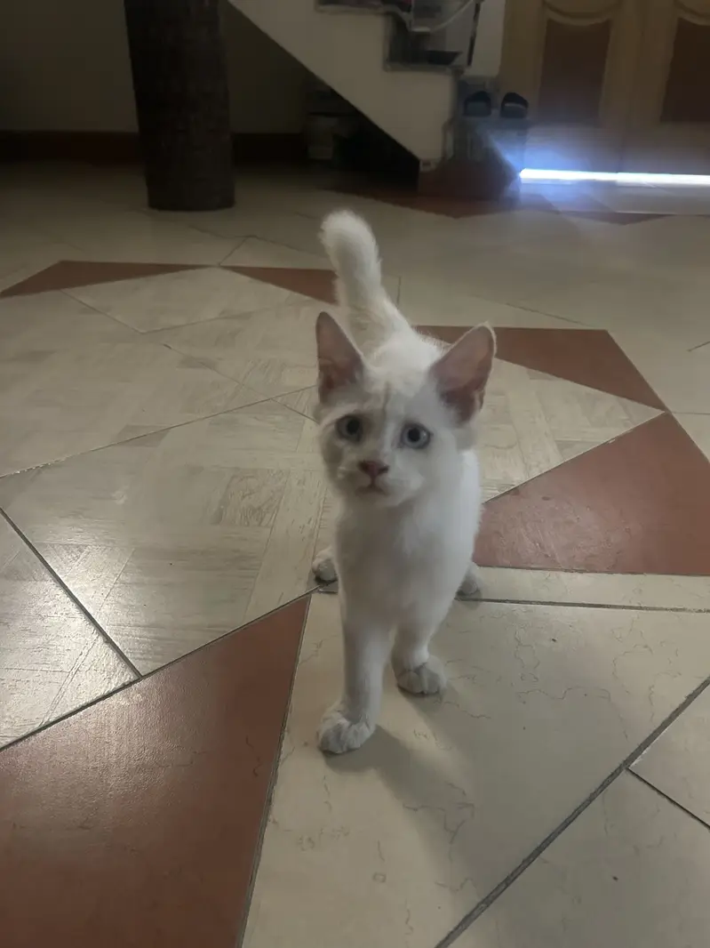 Persian Cat double coated for sale — photo 2