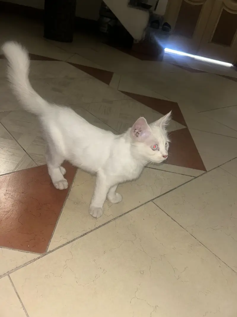 Persian Cat double coated for sale — photo 3
