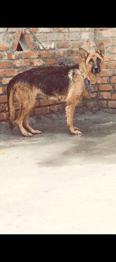 king saize