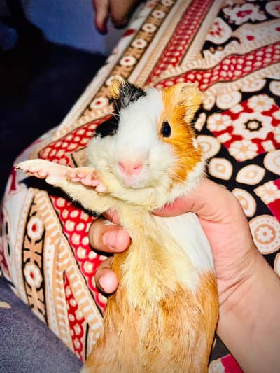 Guinea pig for call 03214051239