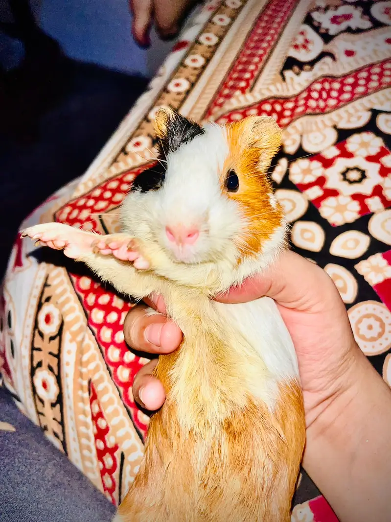 Guinea pig for call 03214051239