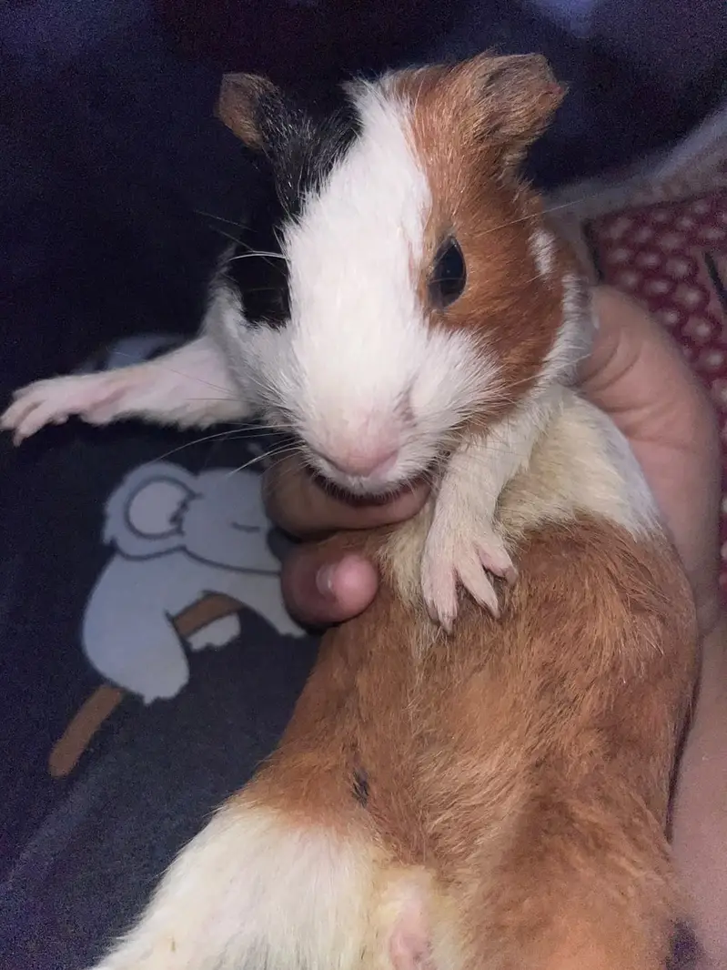 Guinea pig for call 03214051239 — photo 2