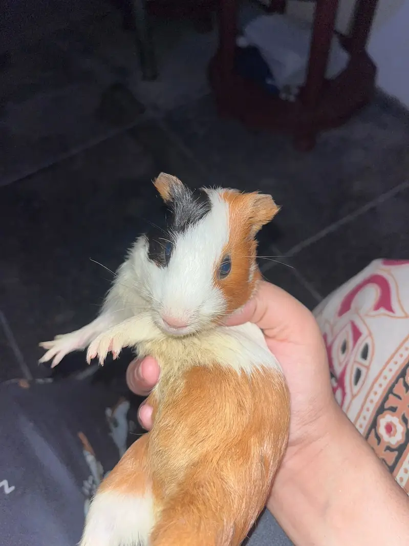 Guinea pig for call 03214051239 — photo 3