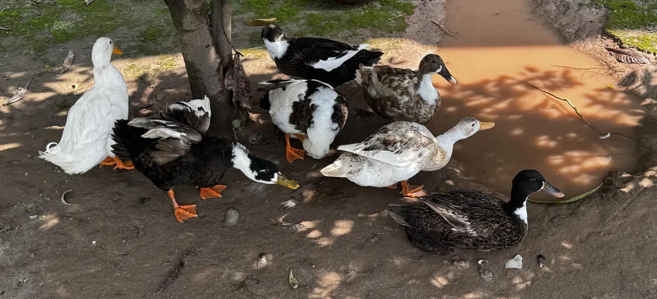 Ducks for Sale 1200 — photo 3