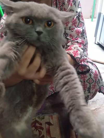 gray Persian cat for sale
