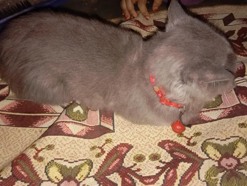 gray Persian cat for sale — photo 2