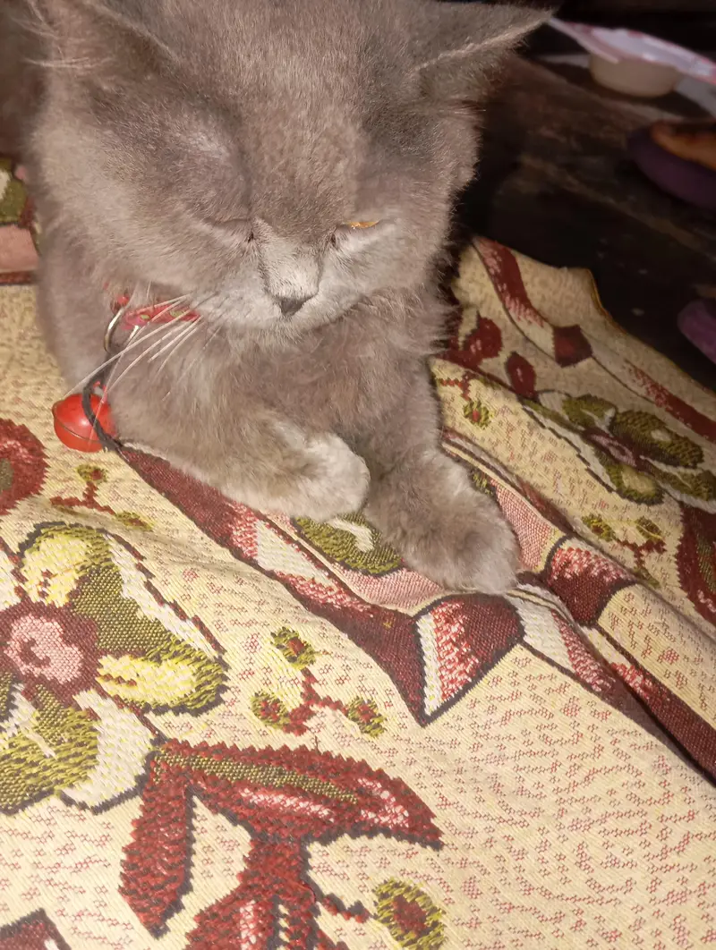 gray Persian cat for sale — photo 3