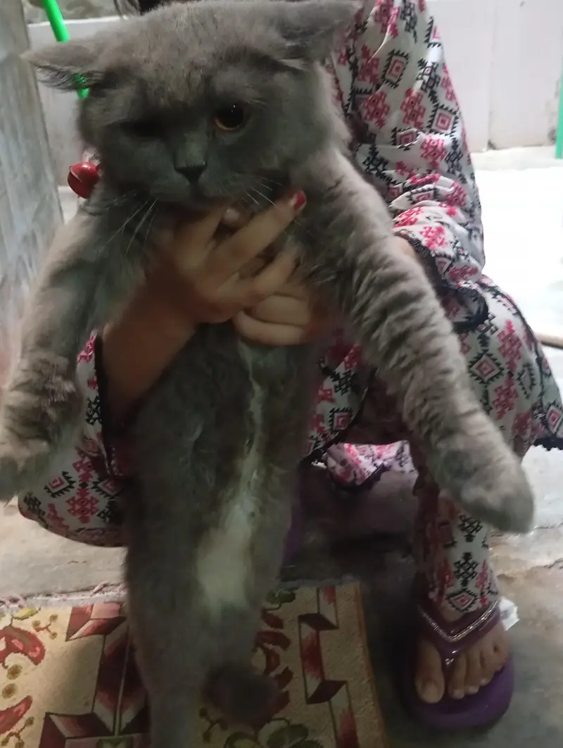 gray Persian cat for sale — photo 4