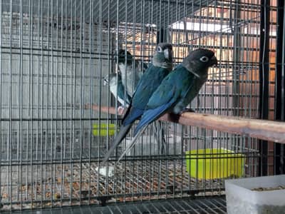 blue turquoise/Torquoise conure pairs available