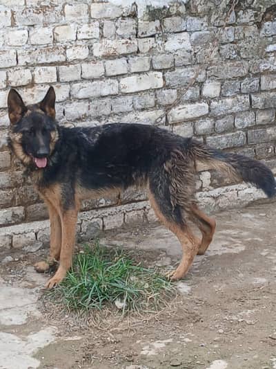 german shepherd
