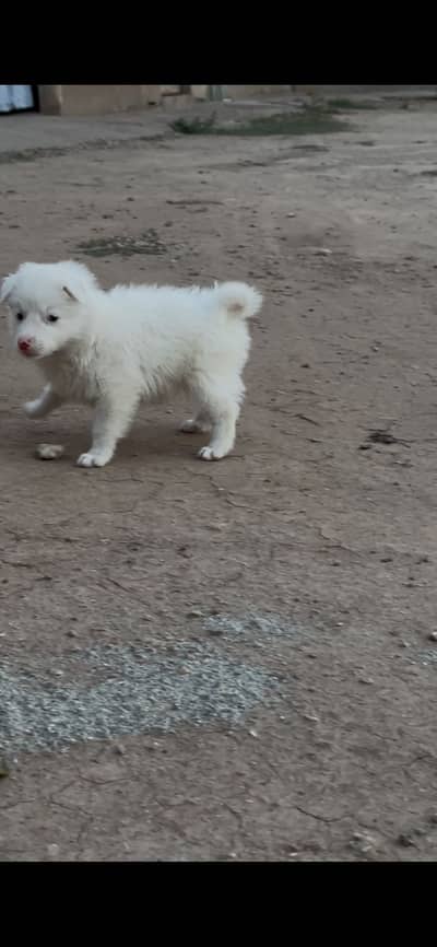 Russian puppy