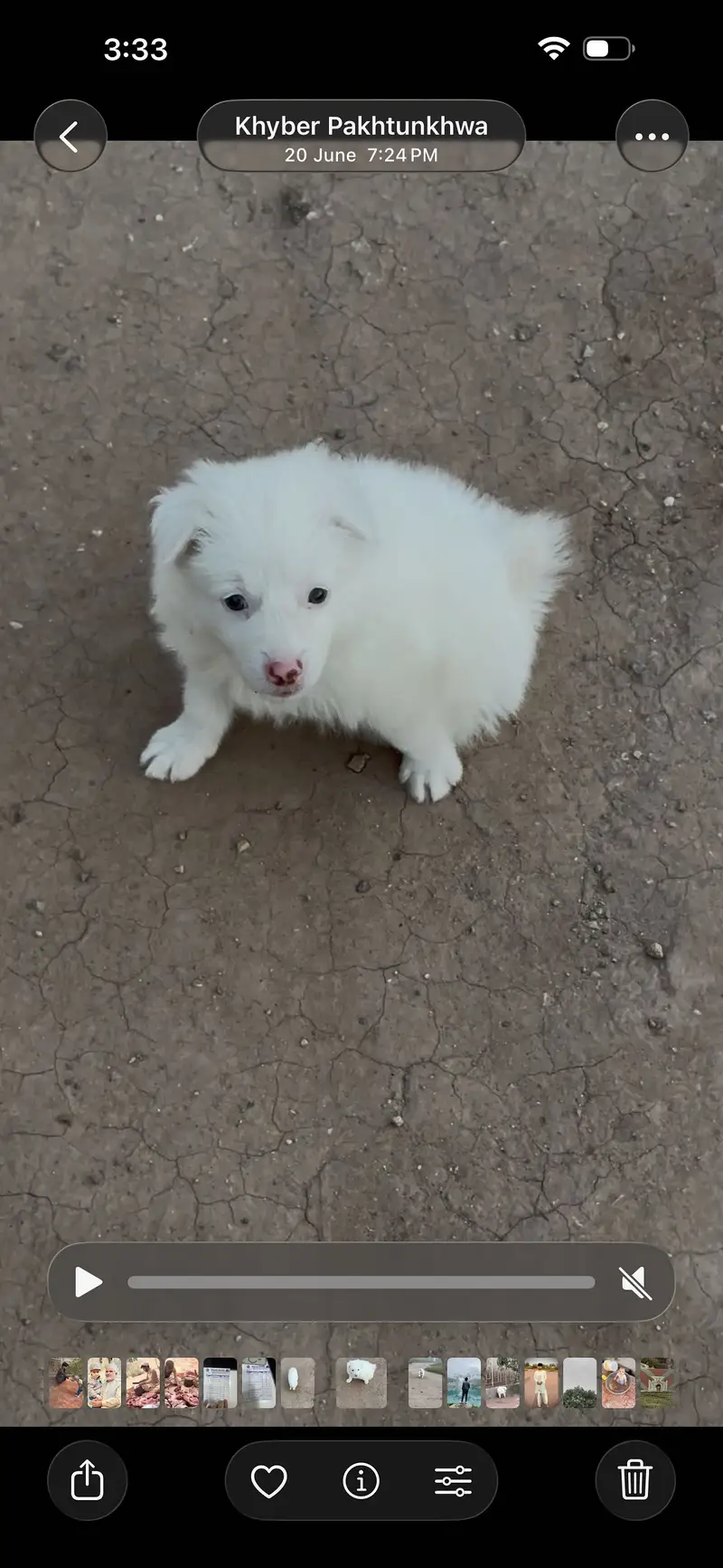 Russian puppy — photo 2