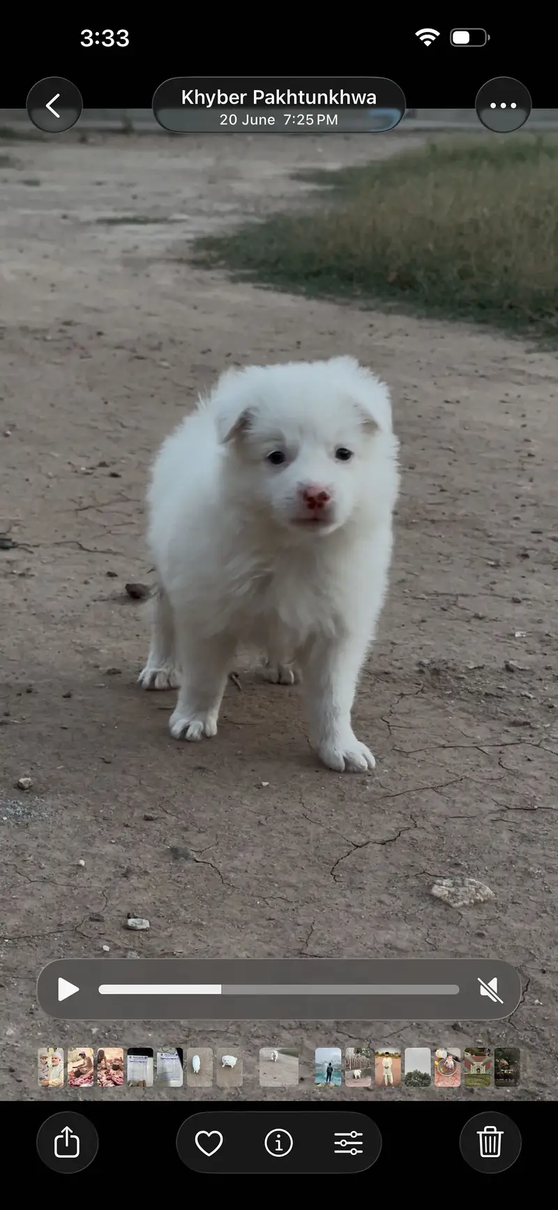 Russian puppy — photo 3