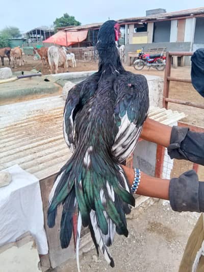 aseel lasani male r narangi aseel madi urgent sale krny