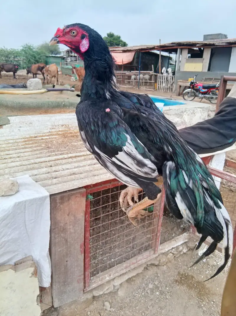 aseel lasani male r narangi aseel madi urgent sale krny — photo 2
