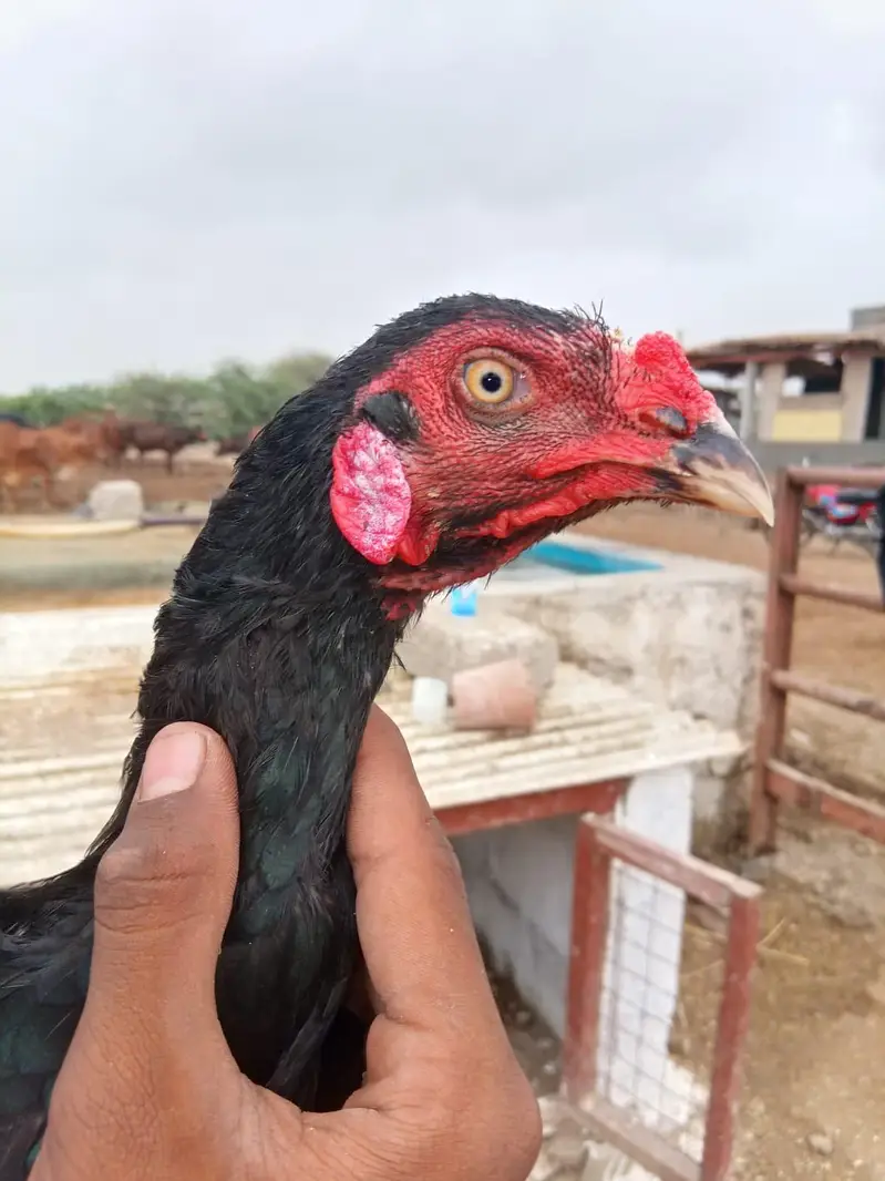 aseel lasani male r narangi aseel madi urgent sale krny — photo 3