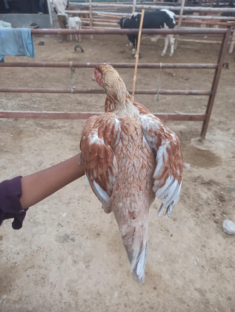 aseel lasani male r narangi aseel madi urgent sale krny — photo 4
