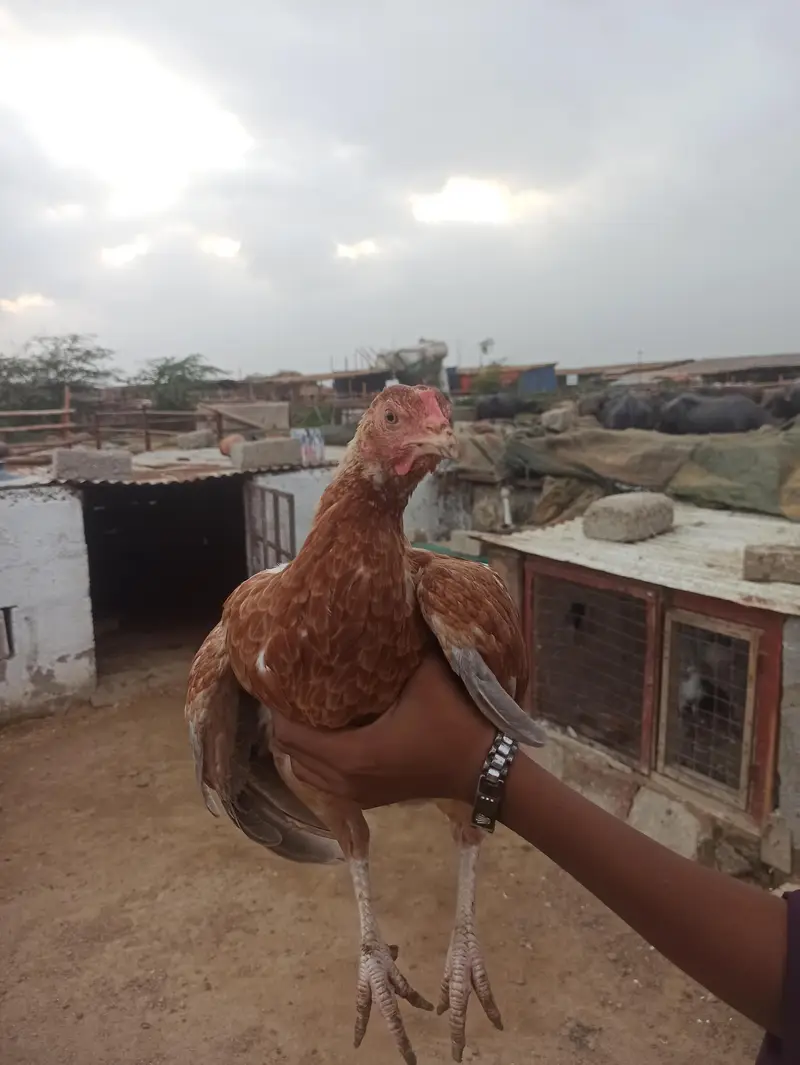 aseel lasani male r narangi aseel madi urgent sale krny — photo 5