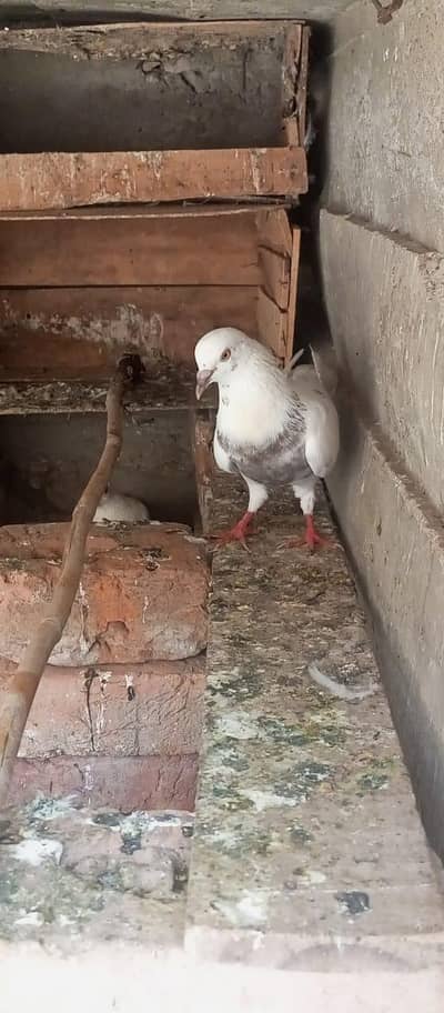kabooter for sale