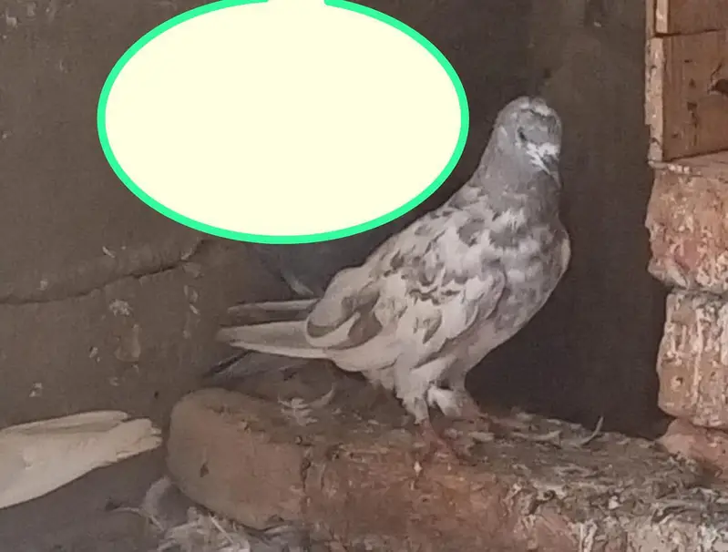 kabooter for sale — photo 2
