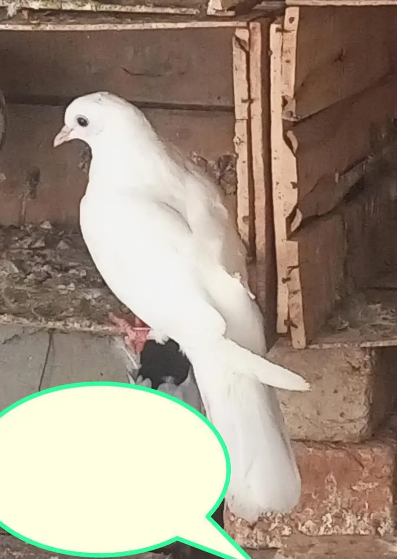 kabooter for sale — photo 3