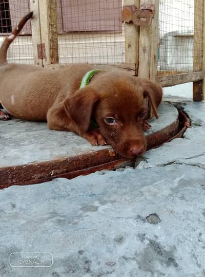 German pointer babby female home bread