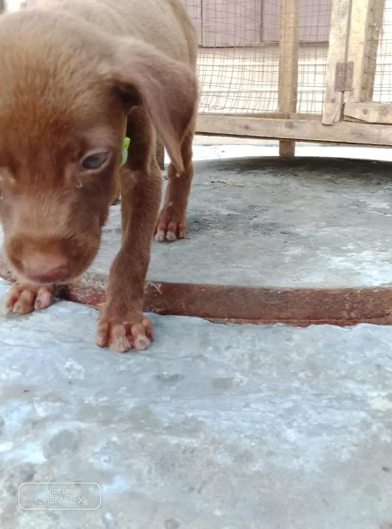 German pointer babby female home bread — photo 2