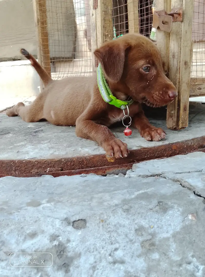 German pointer babby female home bread — photo 4